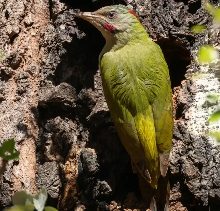 levaillants-woodpecker-morocco-atlas-mountains
